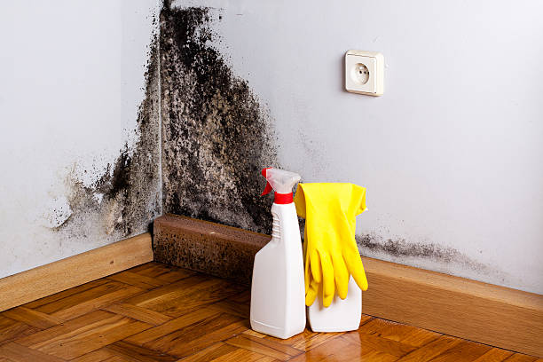 Best Localized Mold Remediation (e.g., coastal areas, humid climates) in Saybrook Manor, CT