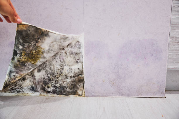 Saybrook Manor, CT Mold Removal Pros